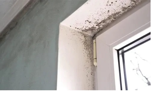 Mould Removal
