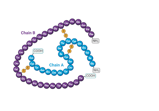 Peptides Health Solutions